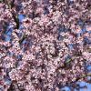 Newport Ornamental Plum #7 - Image 2